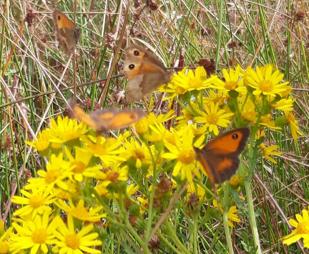 Janet Mee tweet media