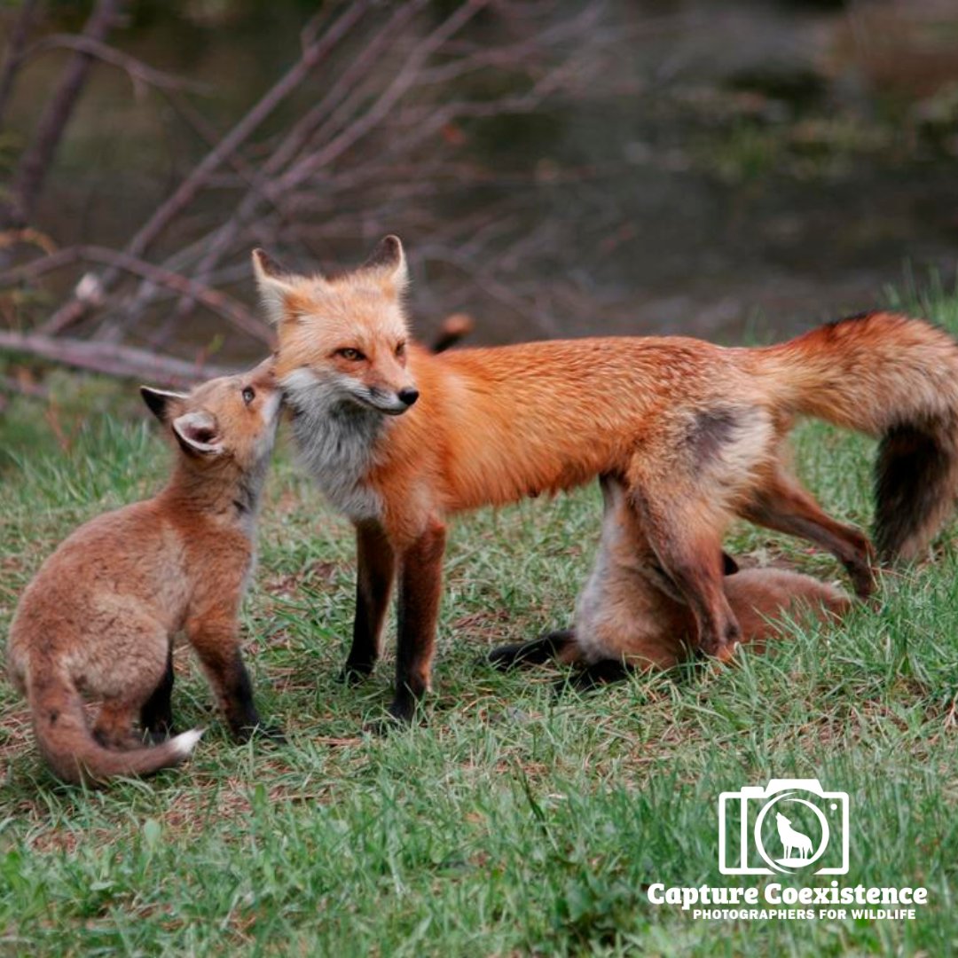 #Redfoxes are monogamous and rely upon each other to survive. Tragically, wildlife killing contests harm their families nationwide without justification. #StopTheKill 

Join our #CaptureCoexistence campaign: tinyurl.com/z6zmm9az 

📷 Mike Vogel, #CaptureCoexistenceContributor