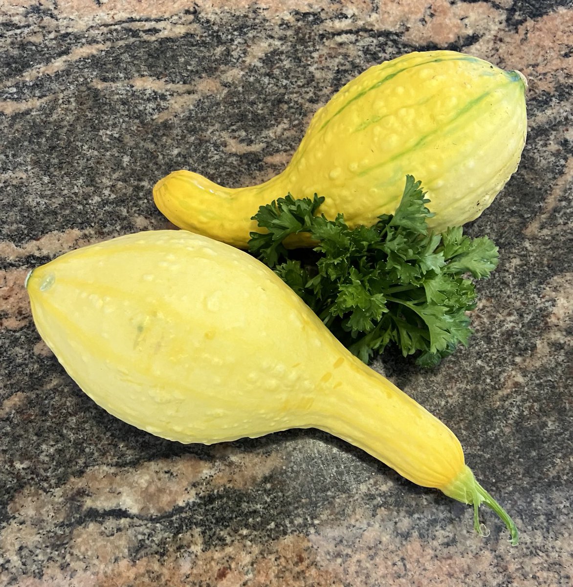 SchlesingerKate's tweet photo. First harvest from my lil garden! https://t.co/Ov1P3masTw