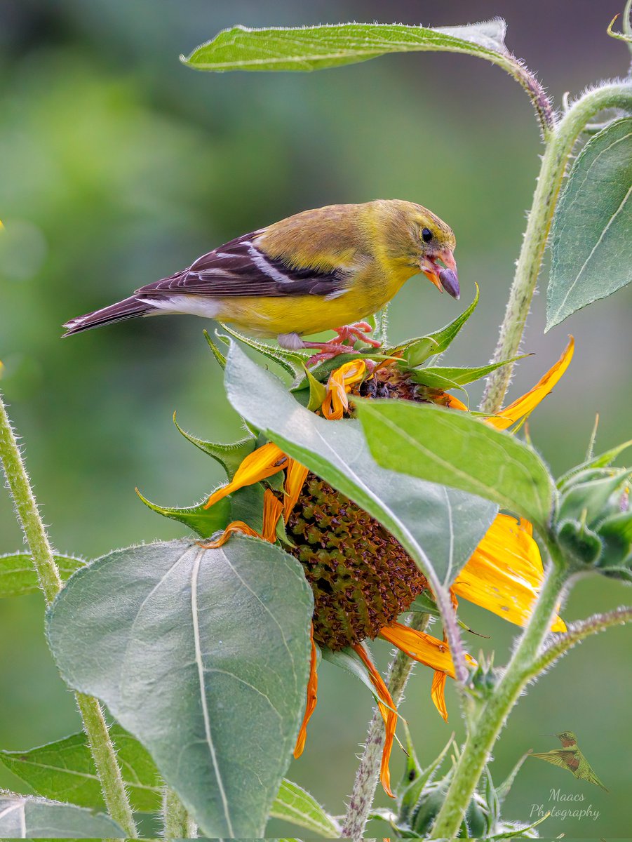 These #americangoldfinch love the garden at the Green Meadows Preserve.
#Canon EOS R7

#goldfinch #finch
#TwitterNatureCommunity #wildlifephotography #birds #birdphotography #birding #BirdTwitter @birdsunlimited  #canonphotography #ShotOnCanon #NaturePhotography #CanonFavPic