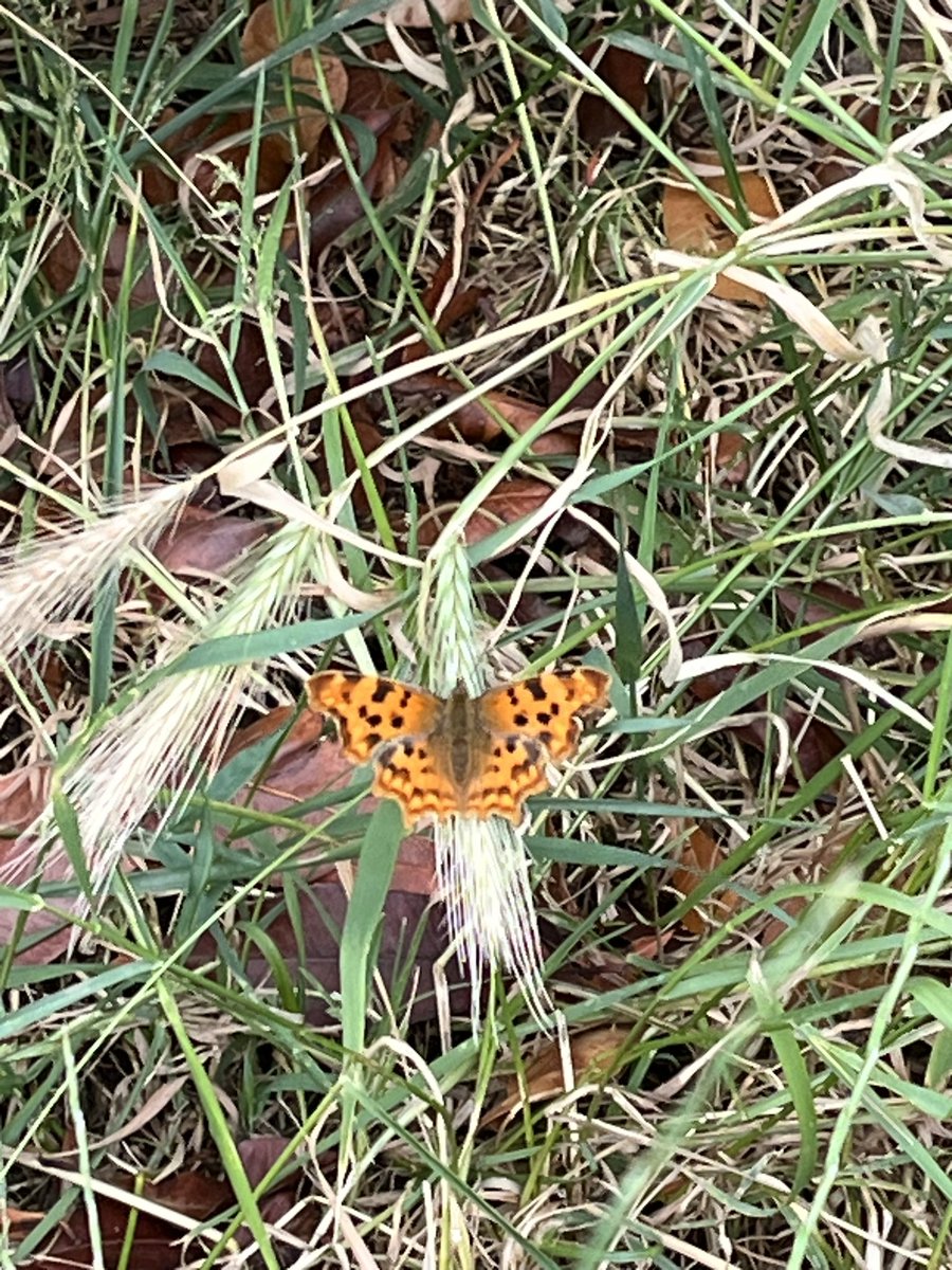 daniela3weiss3's tweet photo. @_MikeMcCartney_ Got one too from Hampstead Heath 🦋🦋😃 https://t.co/nT3ETWP4DL