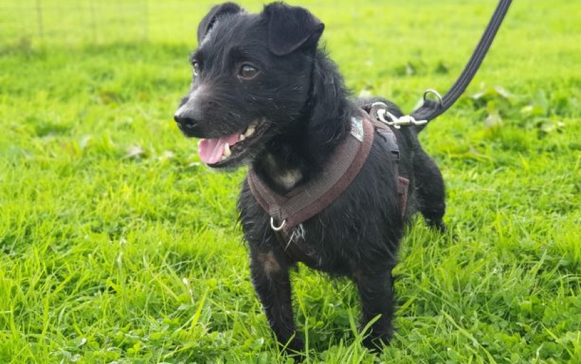 AdoptionsUk's tweet photo. Please retweet to help Twiglet find a home #ABERDEENSHIRE #SCOTLAND #UK 

Affectionate and active Patterdale aged 7.
He needs to be the only pet in an adult home. 

DETAILS or APPLY👇
https://t.co/vUvzl3kPtf… #Patterdale #dogs #pets https://t.co/BfTebsBvV1