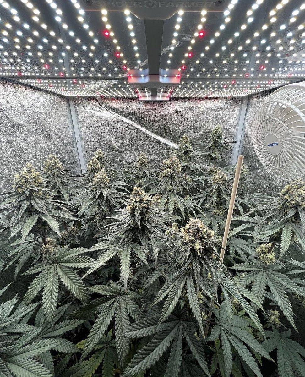 riolocsin_11's tweet photo. 4 Inch Inline Fan with Temperature and Humidity Controller

#CannabisCommunity #bitcoin #cryptocurrency #WeedLovers #weedsmokers #CannabisVerfolgungStop #Cannabislegalisierung #russia #weedlife #420friendly #420community #ohioweed #STONER #StonerFam https://t.co/wAiAbMOp4c