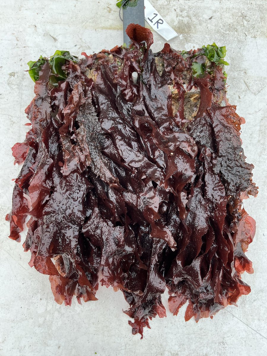 SERC Marine Invasions Research Lab tweet media