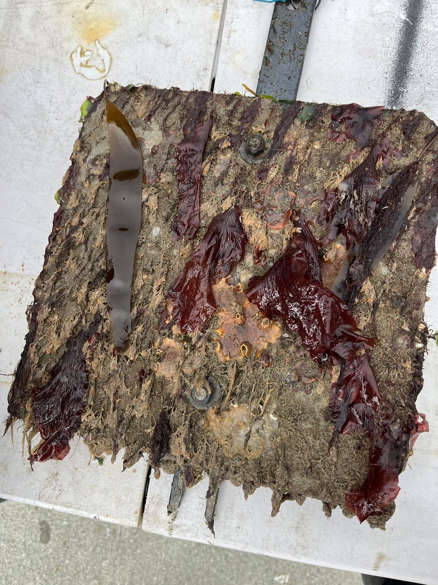 Happy #PhycologyFriday! 🤗 We found ample amounts of algae on our #LivingSeawall tiles this week—Ulva, Polyneura, Laminaria, Egregia, Cryptopleura, Undaria (🫣) and more! We’re on a mission to ID all the filamentous reds to species but let’s just say there were quite a few! 😅
