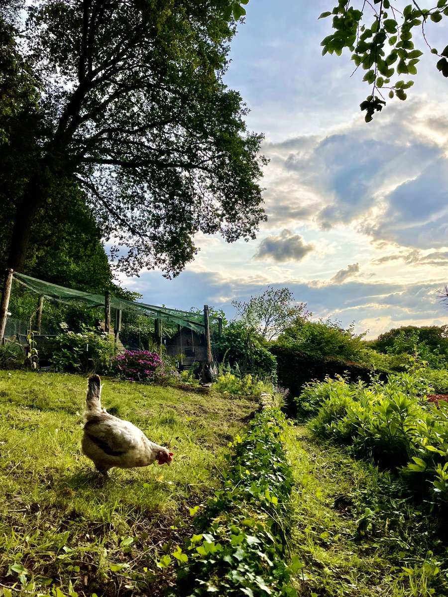 PirateMagpie's tweet photo. Here’s Pepper. She’s been with me a year, I remember going to get her and I had the tail end of covid. I had to choose two hens and I just sat there completely befuddled with brain fog until she wandered over and stared at me. She needs a moult now, she’s a #scruffbag. https://t.co/r8FNYuUv7P