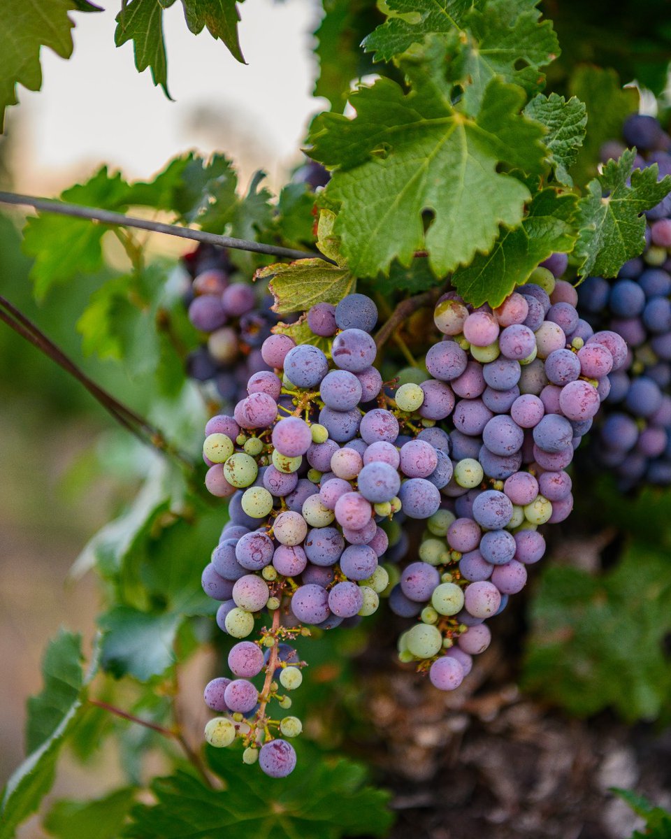 It's just about that time of year in California vineyards when grapes start to ripen & change color. This is called veraison. All grapes start out green, but can change to yellow, red and purple hues, depending on the variety.
.
.
.
#californiawines #inthevineyard #veraison