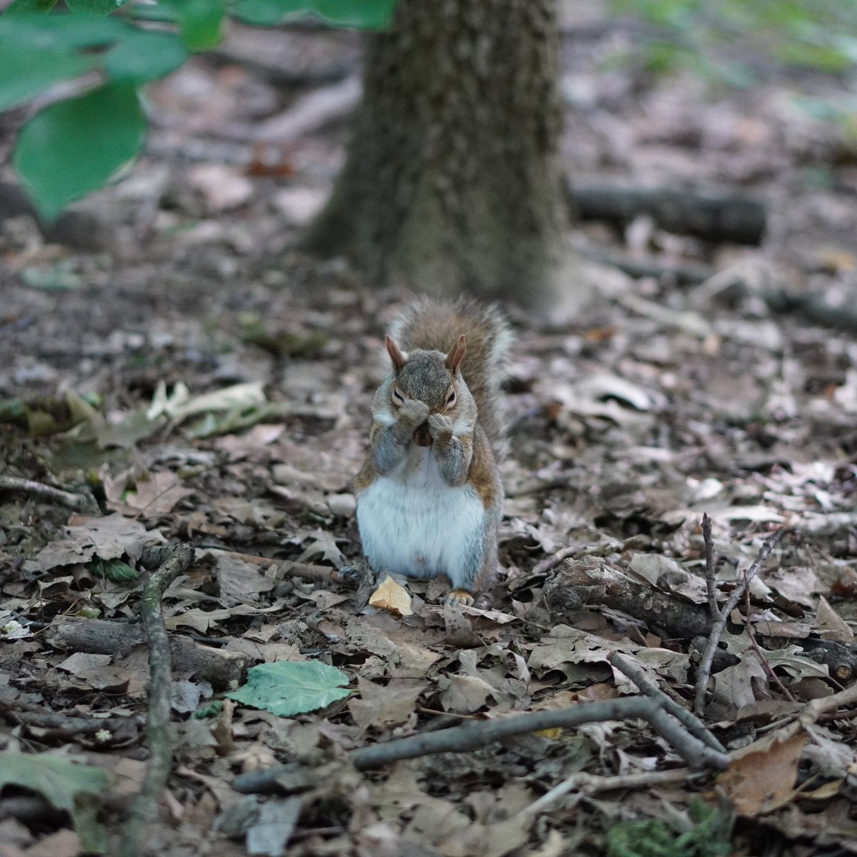 fuzzy_squirrels's tweet photo. Happy Friday! https://t.co/p4E4fFEz4N
