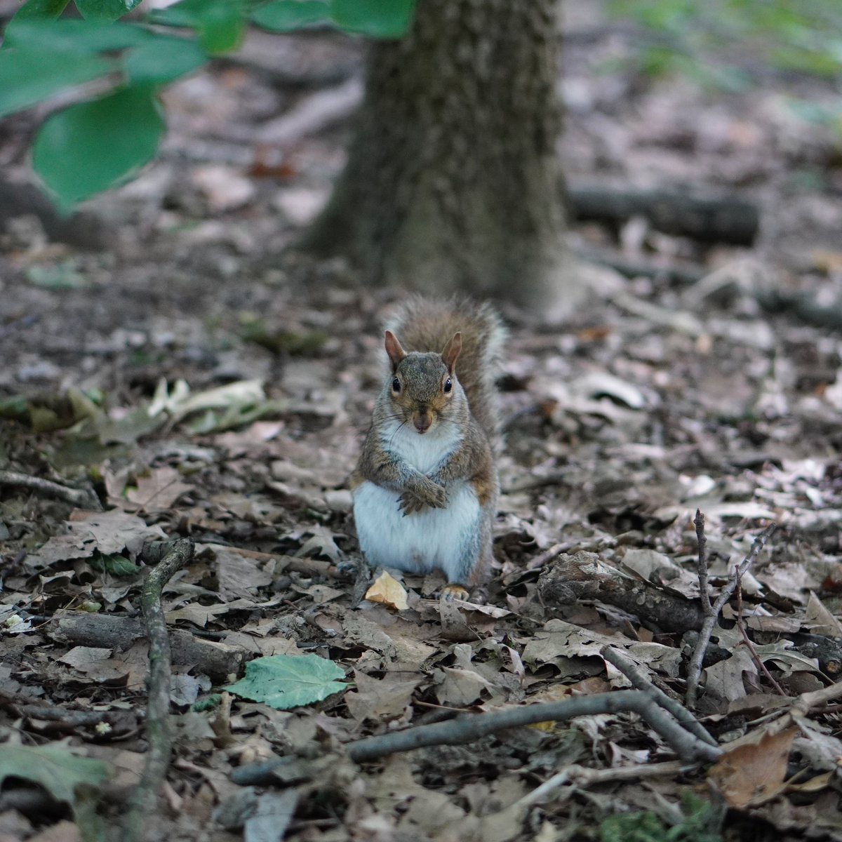 fuzzy_squirrels's tweet photo. Happy Friday! https://t.co/p4E4fFEz4N