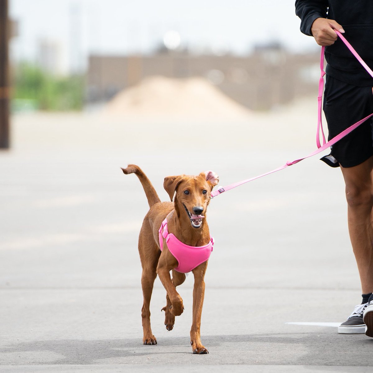 CSUSpur's tweet image. Straight from @DDFL to the Barbenheimer premiere