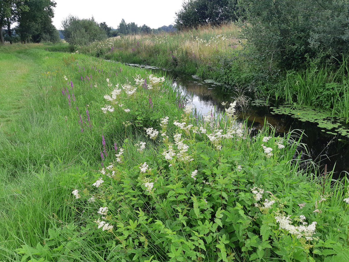 Op_Dreef_'s tweet photo. We begrazen nu de oevers van de Leigraaf voor @wsrivierenland namens @PloegdrieverANV. Het middendeel nog even niet vanwege massale bloei met o.a. Grote kattenstaart en Moerasspirea. Veel Weidebeekjuffers in deze structuurrijke beekranden! @bergendalgem @kiekdor @ViaStichting https://t.co/Ljtw7m6tSL