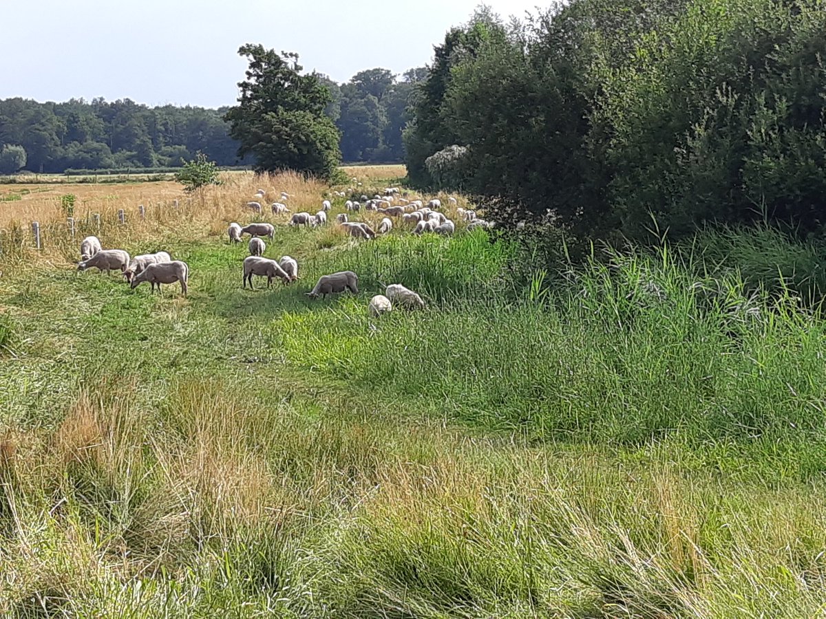Op_Dreef_'s tweet photo. We begrazen nu de oevers van de Leigraaf voor @wsrivierenland namens @PloegdrieverANV. Het middendeel nog even niet vanwege massale bloei met o.a. Grote kattenstaart en Moerasspirea. Veel Weidebeekjuffers in deze structuurrijke beekranden! @bergendalgem @kiekdor @ViaStichting https://t.co/Ljtw7m6tSL