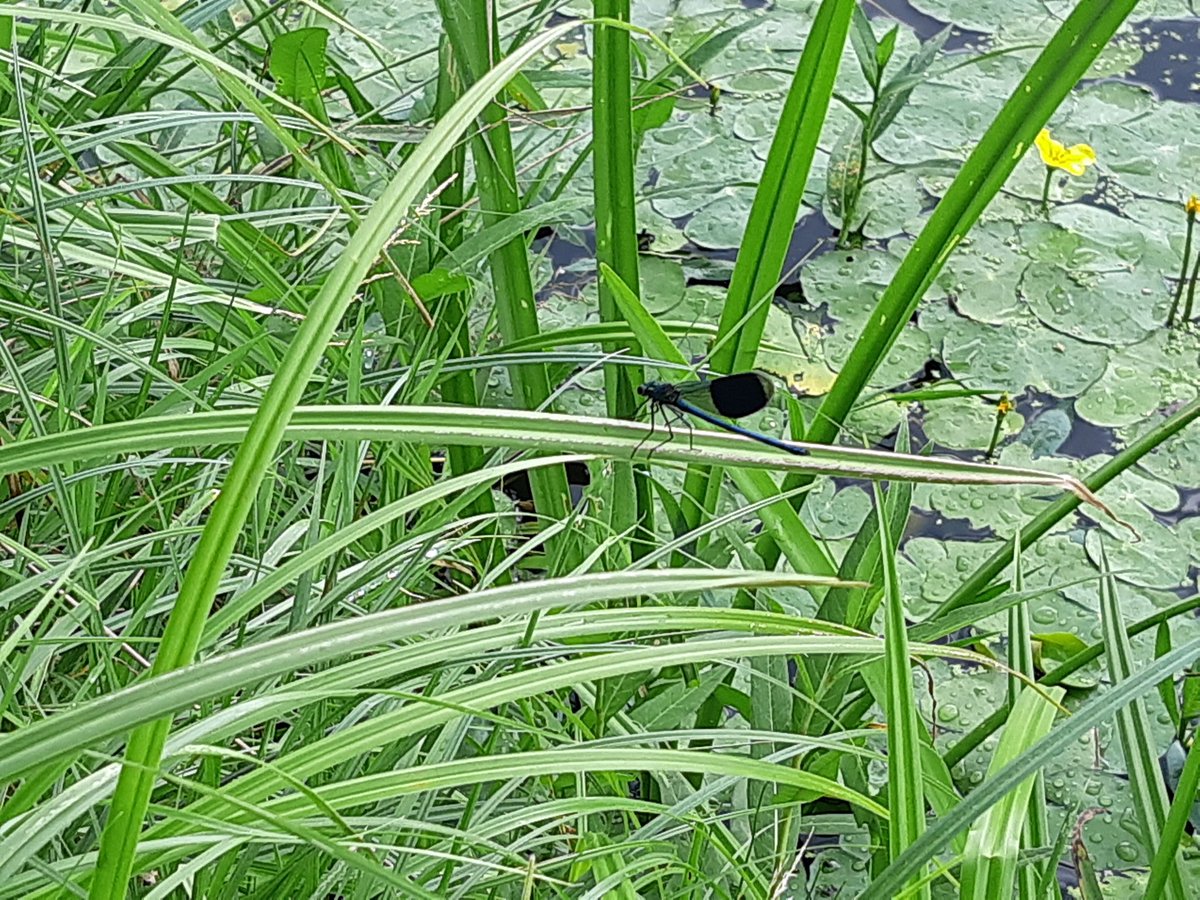 Natuur- en Landschapsbeheer Op Dreef (@op_dreef_) on Twitter photo We begrazen nu de oevers van de Leigraaf voor <a href="/wsrivierenland/">Waterschap Rivierenland</a> namens <a href="/PloegdrieverANV/">Ploegdriever</a>. Het middendeel nog even niet vanwege massale bloei met o.a. Grote kattenstaart en Moerasspirea. Veel Weidebeekjuffers in deze structuurrijke beekranden! <a href="/bergendalgem/">Gemeente Berg en Dal</a> <a href="/kiekdor/">kiekdor</a> <a href="/ViaStichting/">Stichting Via Natura</a> We begrazen nu de oevers van de Leigraaf voor <a href="/wsrivierenland/">Waterschap Rivierenland</a> namens <a href="/PloegdrieverANV/">Ploegdriever</a>. Het middendeel nog even niet vanwege massale bloei met o.a. Grote kattenstaart en Moerasspirea. Veel Weidebeekjuffers in deze structuurrijke beekranden! <a href="/bergendalgem/">Gemeente Berg en Dal</a> <a href="/kiekdor/">kiekdor</a> <a href="/ViaStichting/">Stichting Via Natura</a>