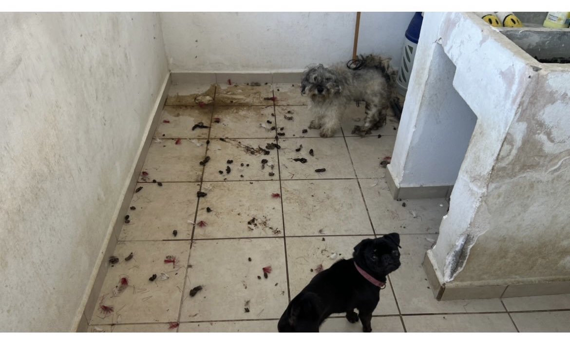 DenizeMdz's tweet photo. En estas condiciones vivían estos pobres animalitos, hasta que “Peluchin” no pudo más, ayer fue rescatado moribundo y lleno de gusanos mientras los dueños cínicos juran q todo está bien.
¿Hasta cuando estos casos quedarán impunes? ¿Cuando habrá justicia por los que no tienen voz? https://t.co/cZ2VBLD9Rm