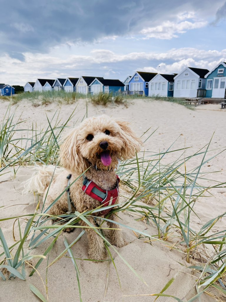 Oh pals, I went to an amazingy place tooday called Mudeford Sandbank. It has vory sandy sand, and beach huts,  and there was even a place to get fizzy apples. I had a paddle. It was a vory good adventurey.