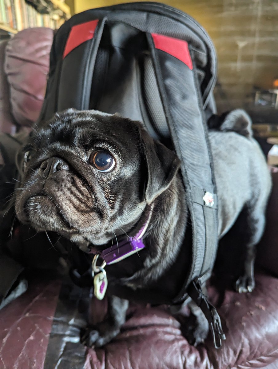 JamesBru's tweet photo. #TechMentor 2023 was great!
I talked about #PowerShell formatting, #RegEx, and #PipeScript and met a ton of great people. Can't wait until next year.
The photo highlight of the week has to be my #pug trying to hitch a ride to the conference. https://t.co/B6VHOlWvx1