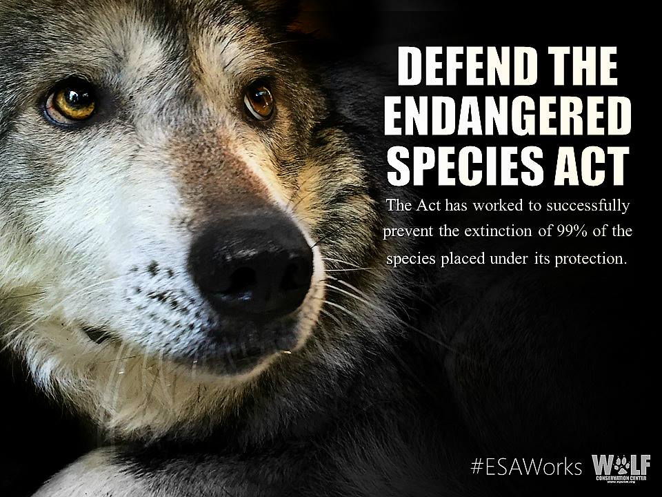 nywolforg's tweet photo. The ESA is once again under attack - the House Approp Committee passed a funding bill w/ cuts to the ESA, incl. a rider that would delist wolves.

In the face of political divisiveness + environmental challenges, the importance of the ESA cannot be overstated. https://t.co/wVOebWeyki