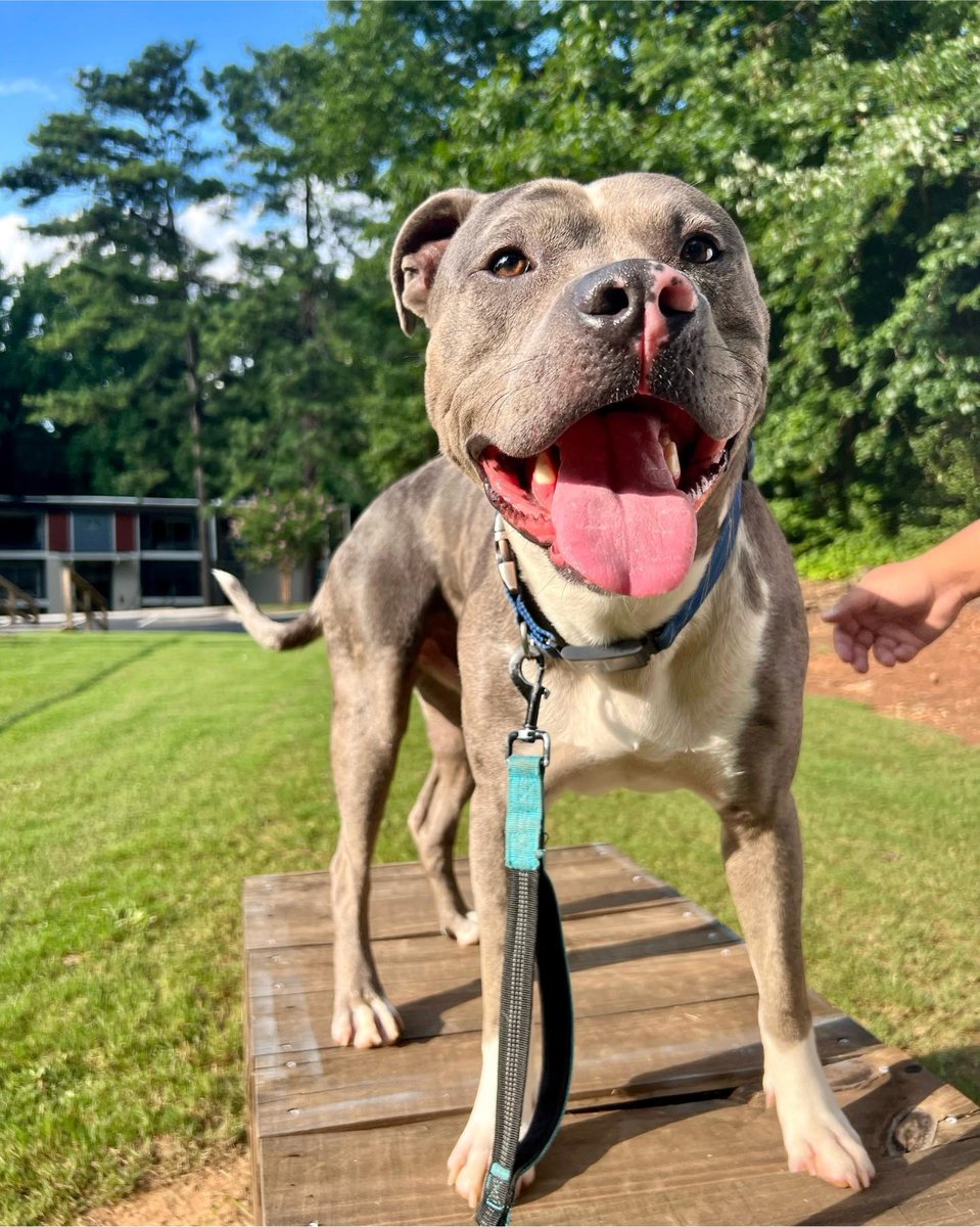 atlantapetlife's tweet photo. Happy Friday from this big smiley pibble in Atlanta! ๐๐พ
It's time to unleash the weekend fun and let the good times roll. Woof, woof!
Have a pawsome Friday and an even better weekend ahead! ๐๐ถ
๐ถ Jasper
#HappyFriday #SmilingPibble #WeekendVibes #TGIF #AtlantaDogs #DogSmile https://t.co/roX0YO3Nds