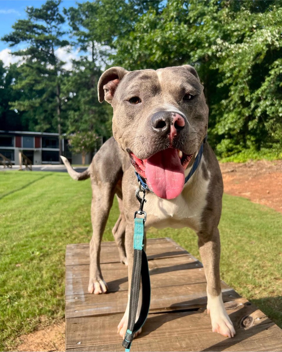 atlantapetlife's tweet photo. Happy Friday from this big smiley pibble in Atlanta! ๐๐พ
It's time to unleash the weekend fun and let the good times roll. Woof, woof!
Have a pawsome Friday and an even better weekend ahead! ๐๐ถ
๐ถ Jasper
#HappyFriday #SmilingPibble #WeekendVibes #TGIF #AtlantaDogs #DogSmile https://t.co/roX0YO3Nds