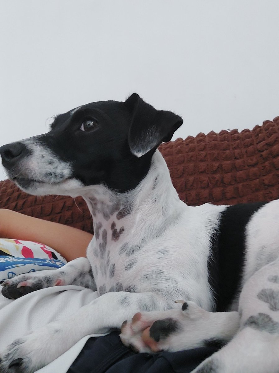 VivoxMorat's tweet photo. @noticias4vision Feliz Día a Dakota💖💖🐶 https://t.co/uxIUk6UVMO