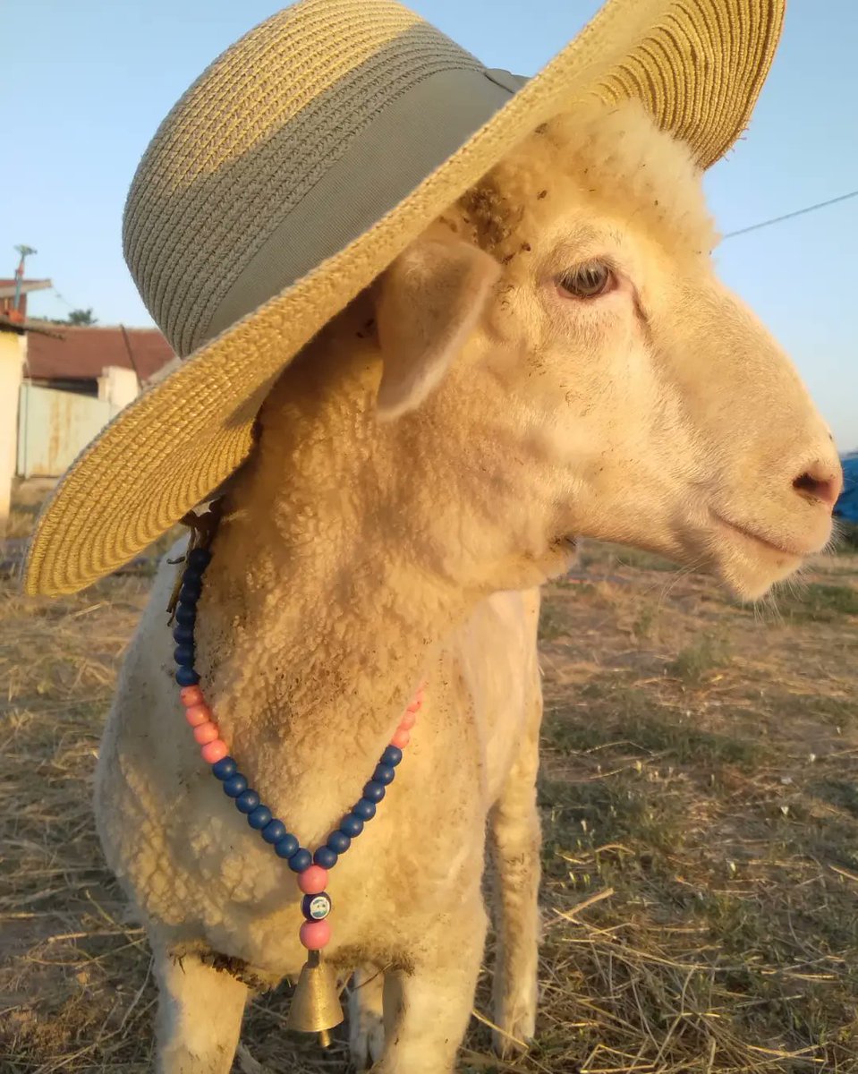 leviathanistt's tweet photo. Rükücüm de Rükücüm 🐏💚🌅
Rükücümü bir kaç gün evvel kırktırdık.✂️🐏Kırkımcı amcaya kahküllerini kesmemesi için de ricada bulunduk çünkümsen lülük severiz.🤪🥳 Bebeyimin yününü yıkadım,yarın kabartcam insaAllah. 🍀🥳💫

#lamb #lambwool #animallover   #childrenofourfarm https://t.co/0hICpqT6vZ