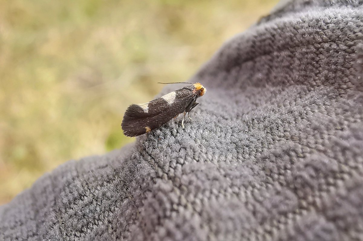 LapwingEcology's tweet photo. A busy couple of weeks in the hills brought the breeding bird surveys to a close for another year. The end of the sweaty, bitey season 🥵🦟 https://t.co/uLJz4esiXv