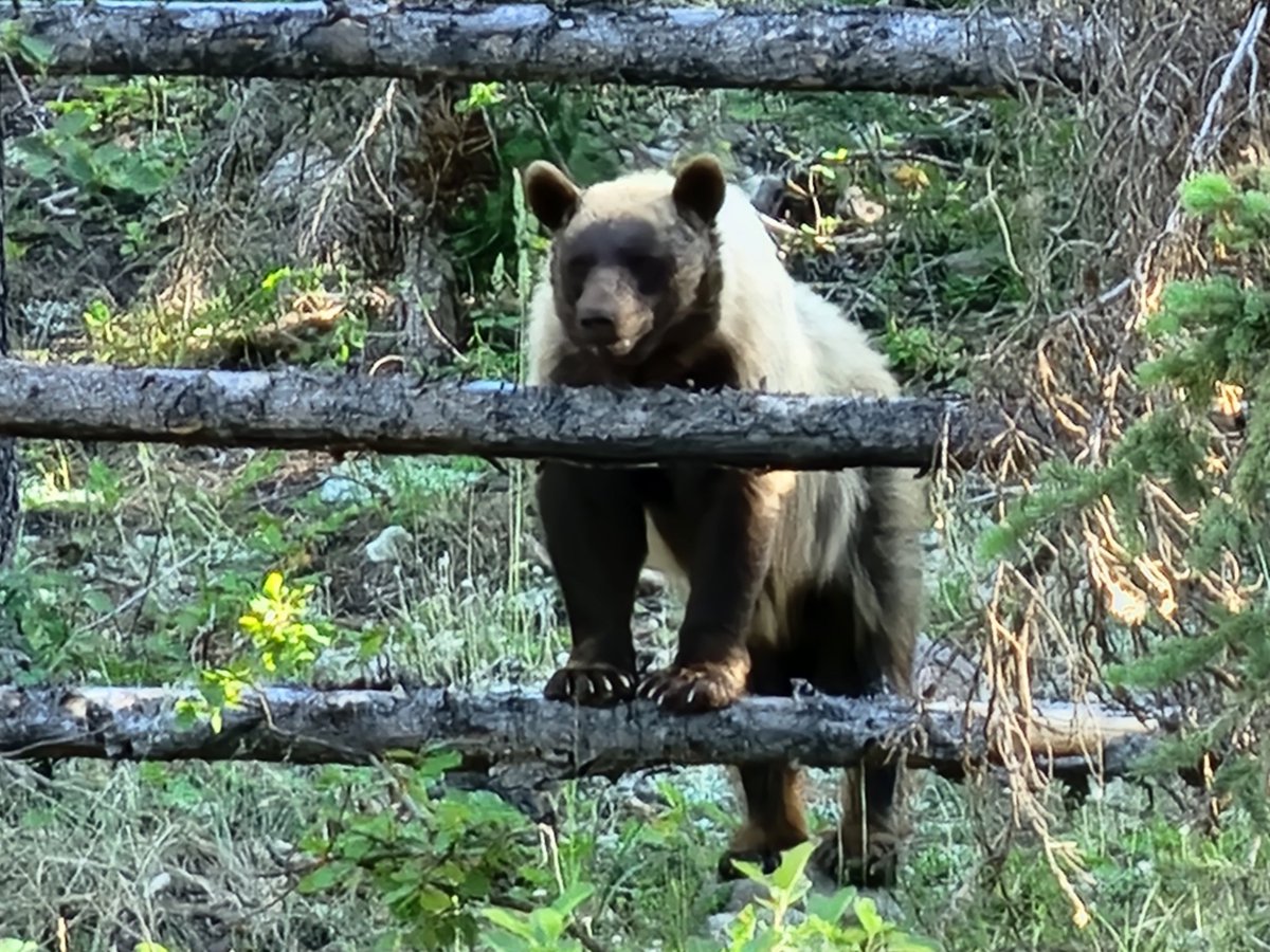 Bropanter's tweet photo. We had a visitor while camping last week.... https://t.co/FaYxfamgFm