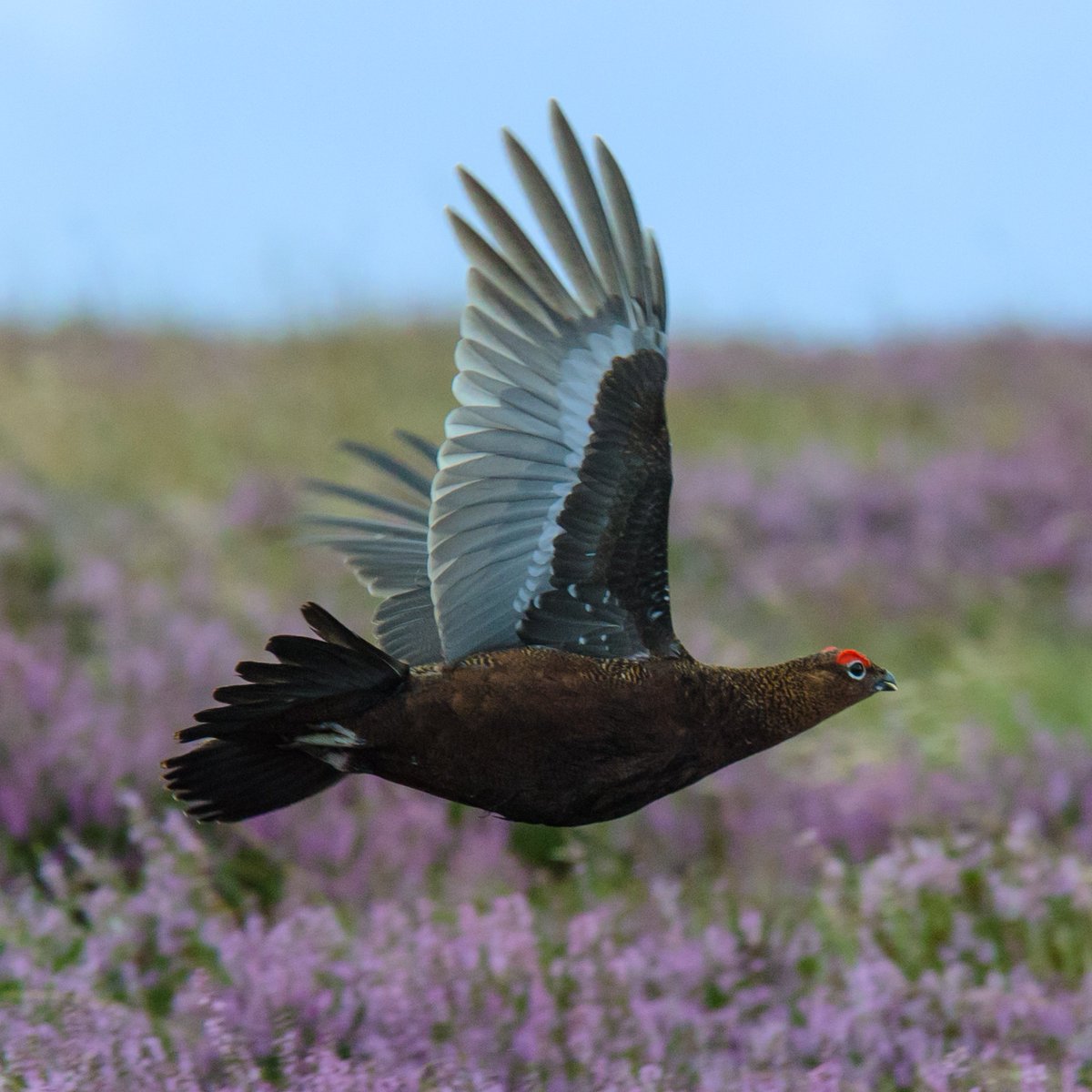 🚨BREAKING: hugely welcome announcement from @UnitedUtilities at their AGM today that they are pulling the plug on grouse shooting. Once shooting leases come to an end, they will not be renewed. Instead, the company's moors will be restored for nature, climate and people.