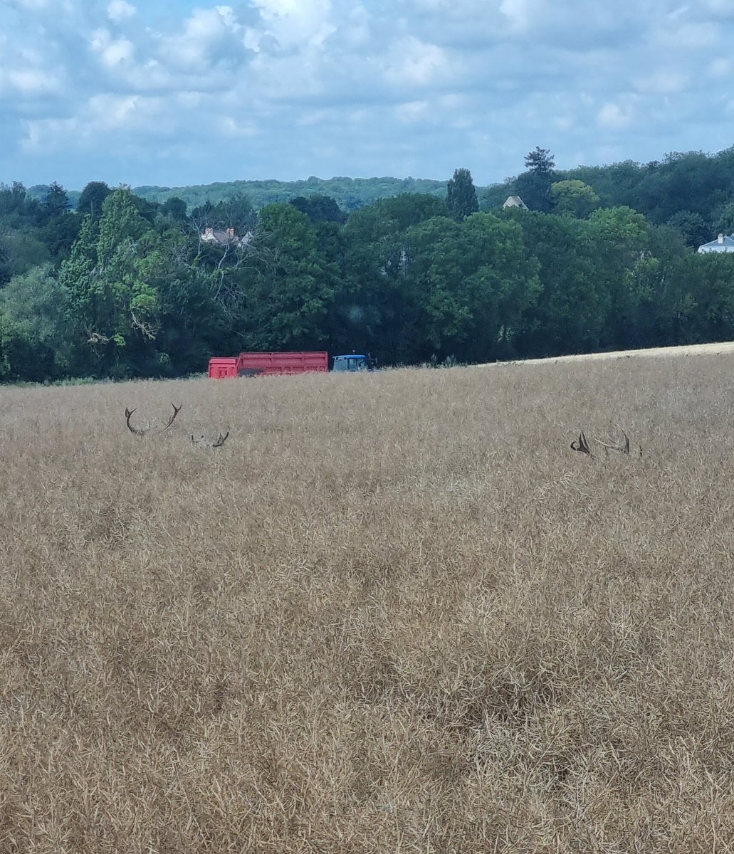 benj_thi's tweet image. #moisson2023 
Il y a 15 ans, nous commencions à voir quelques cervidés arriver sur le secteur
Ajrdh aucun doute ils prolifèrent à vu d&apos;œil et les dégâts avec !! (Presque 1ha de dégâts sur cette parcelle de 6ha...🤬🤬) 
@OFBiodiversite @usaa_02 @ecvass02 @Prefet02