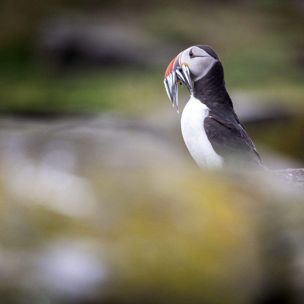 Adam Bulley Photography tweet media