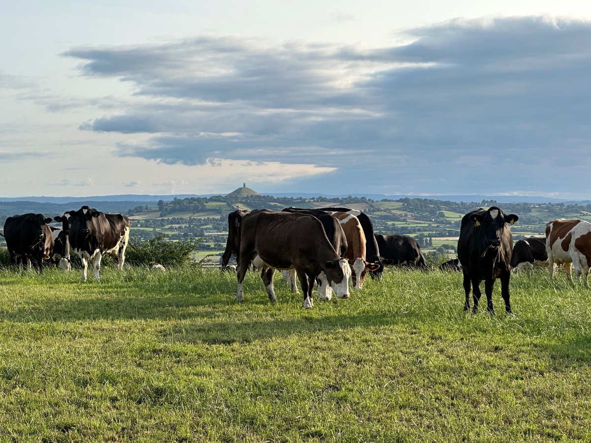 #lovedairyfarming🐄🐄🤠☘️💪