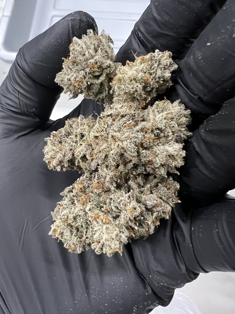 ccatlanticnl's tweet photo. Launching the real PUREMICHIGAN Maxyield cut under the 3rd Coast Brand across Canada 🔥🙏                         https://t.co/Zr9Zmi0InJ https://t.co/yKryHo3CSx