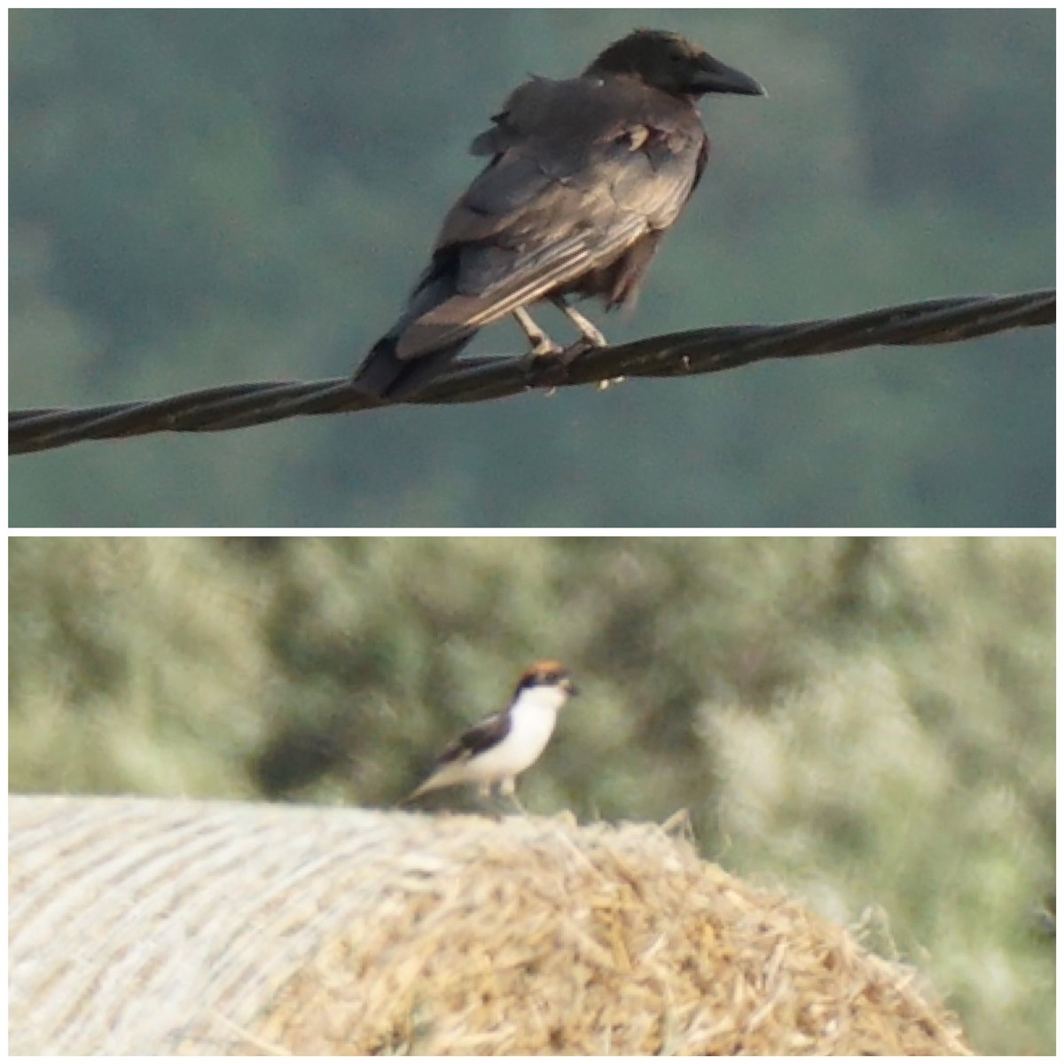 jmpicasprat's tweet photo. Poca broma! Avui en poca estona #àligacalçada #abellerol #gaig #bernatpescaire #martinetmenut #corb #capcigrany #ocells #ocellsdavui #ocellsdecatalunya #birds #casserres #avià #berguedà #elberguedà @birdcatalunya https://t.co/S1lpKfPzLD