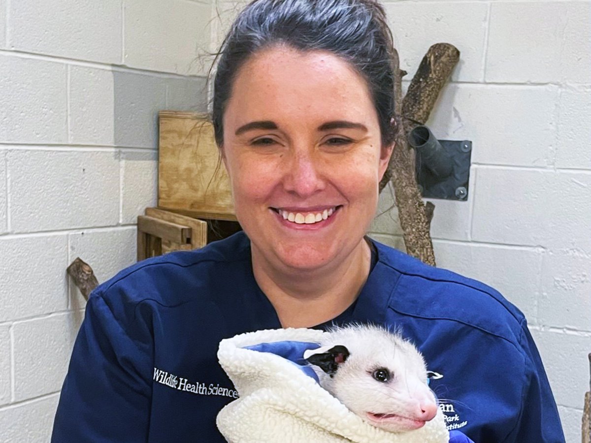 Wildlife Health Sciences keepers Erin Stewart and Sarah Napolitano do an amazing job setting up exhibits, planning safe enrichment and acclimating the animals to their new environments. They also lend a hand with any husbandry care needs for hospitalized patients. #NZKW2023