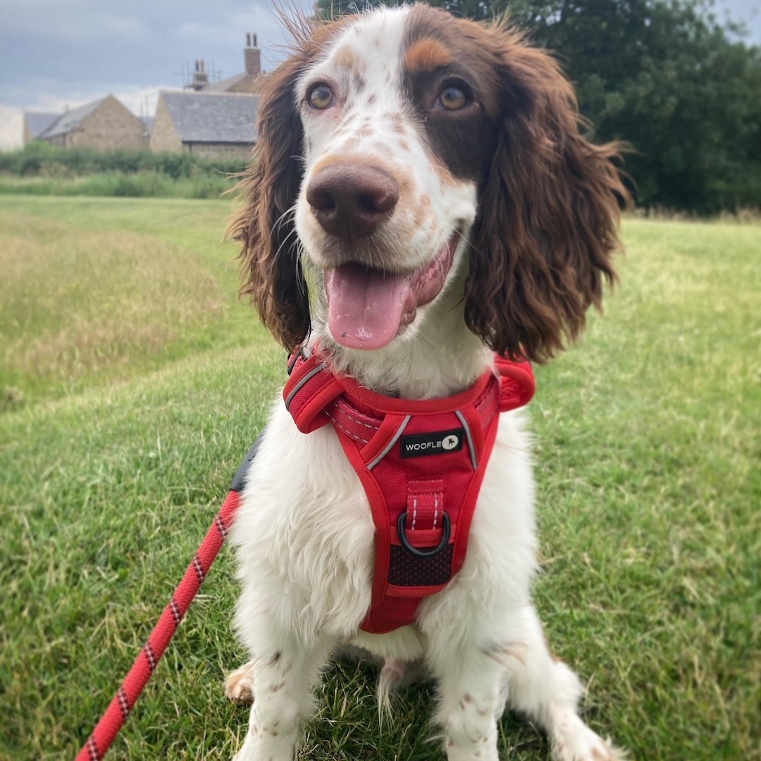 wooflesuk's tweet photo. Here's 5 month old Cocker Spaniel, Eddie looking very smart in his new harness! 🥰 

https://t.co/NdCkjOnLiJ

#wooflesuk #walkies #dogfashion #dogaccessories https://t.co/JgrFBymPGD
