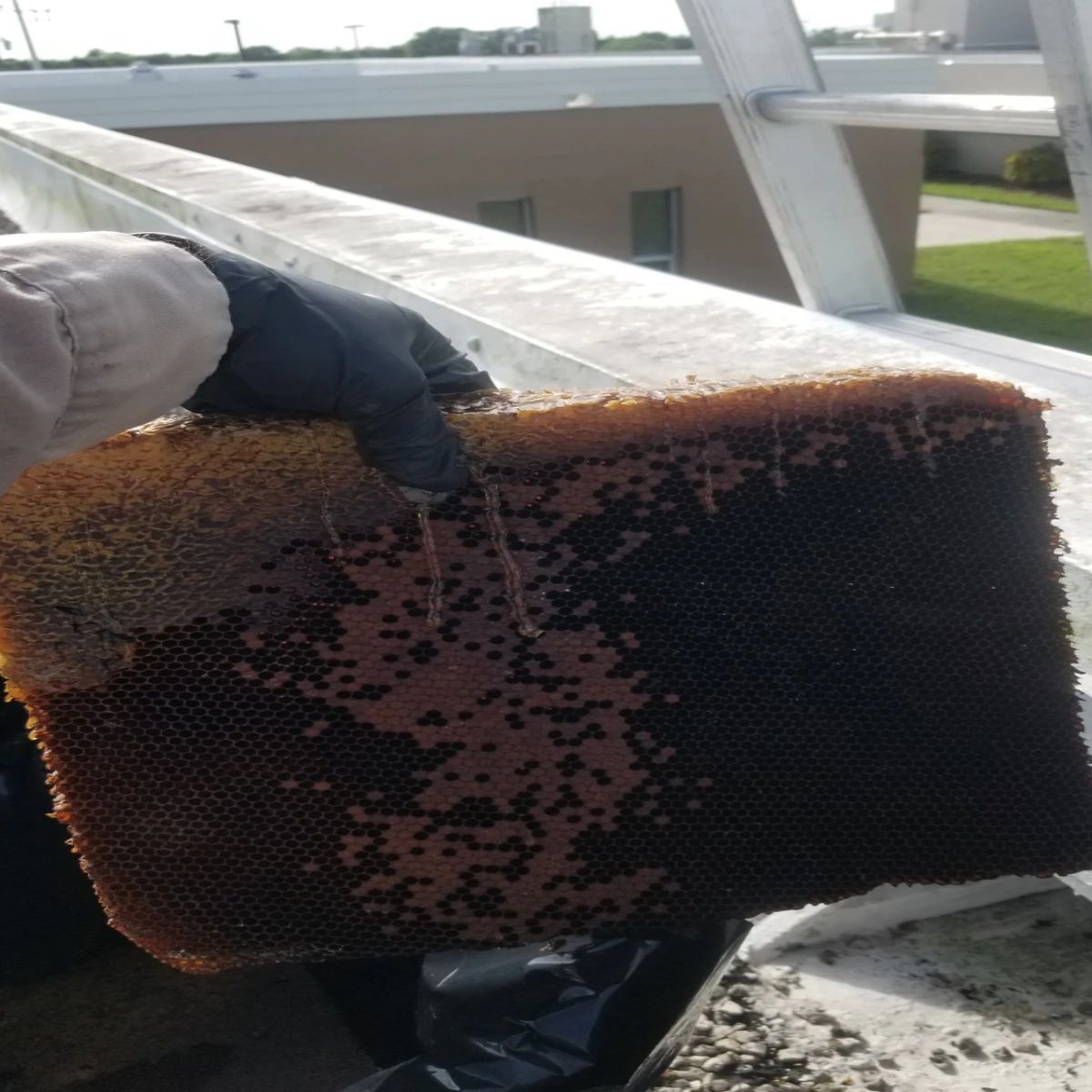 NelsonBeeRemove's tweet photo. Now's the perfect time to give your home the best bee removal! Nelson will make sure your house is safe while taking care of the bees as quickly as possible. https://t.co/m5TttlY2EV