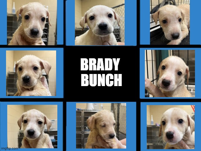 Meet the Bradys of #georgetowntx! 📺 
l-r: Marcia, Carol, Greg, Jan, Peter, Cindy, Mike, Bobby. 

Their personalities are still developing, so we can't say who is likely to have a middle-child meltdown. 

Adopt: bit.ly/3HWjq4R
Hrs: 🕛 M/F 11-5, T/Th 11-6, Sat-Sun 12-4.