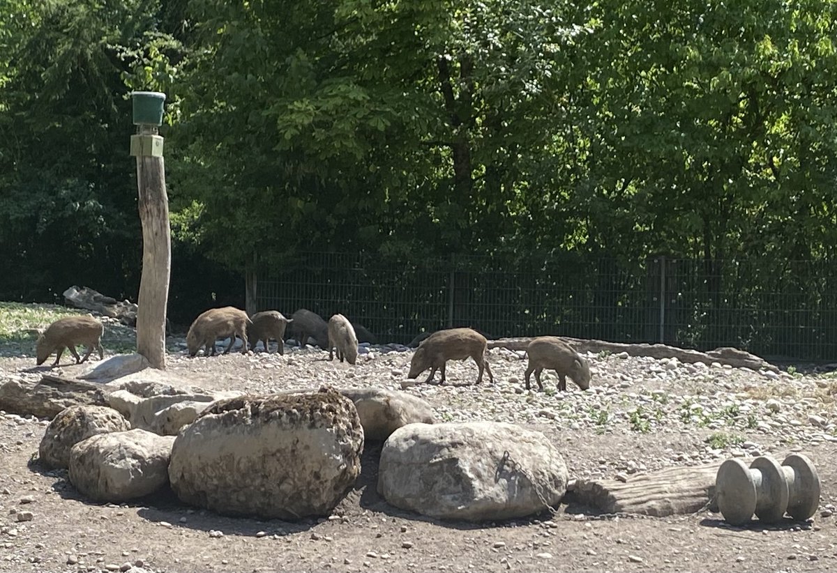 stumpenheini's tweet photo. Der Wildpark Bruderhaus in Winterthur hat neu ein Löwengehege. https://t.co/TQwxw1pOCO