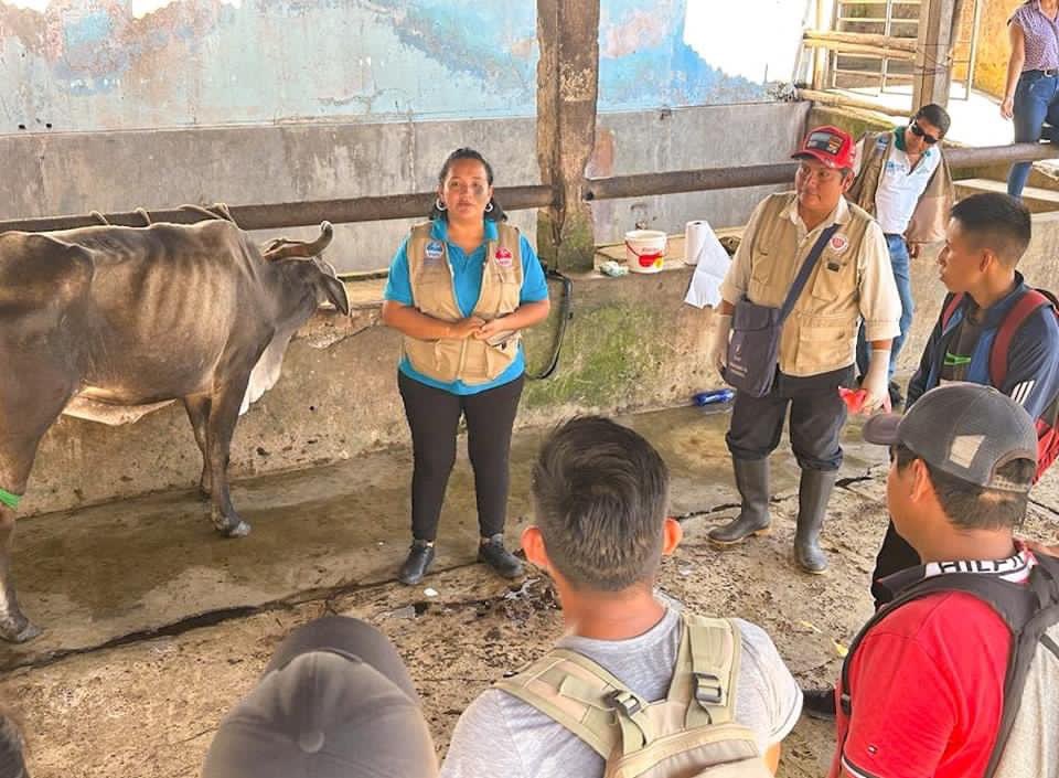 GerdagriLoreto's tweet photo. 🔵| GOREL capacita a los alumnos de IEP El Milagro en el tema “Inseminación Artificial en Bóvidos” en el Camal Municipal de Punchana.

👉🏼 Esta capacitación fue canalizada a por medio de la Ing. Katherine Saravia, responsable de la Agencia Agraria Maynas. https://t.co/3VYsbrvW9K