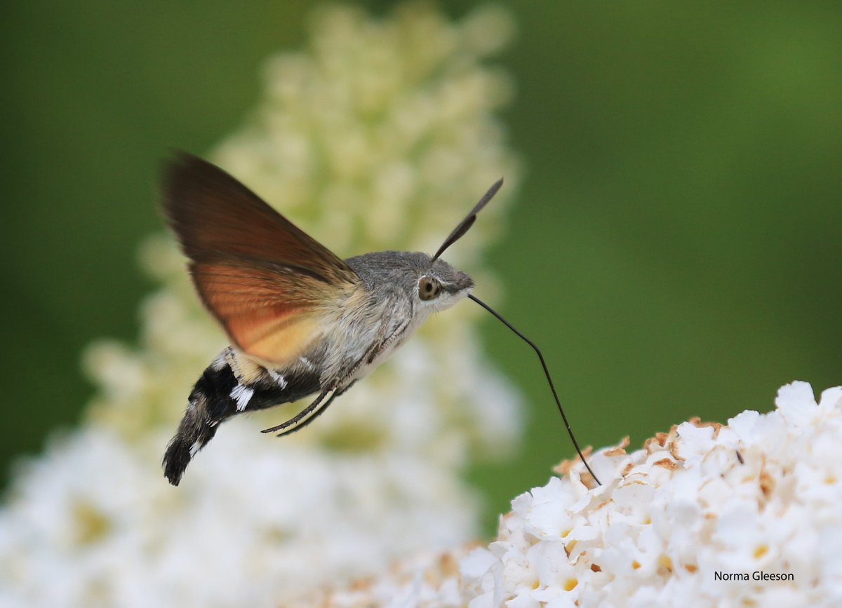 Norma Gleeson tweet media