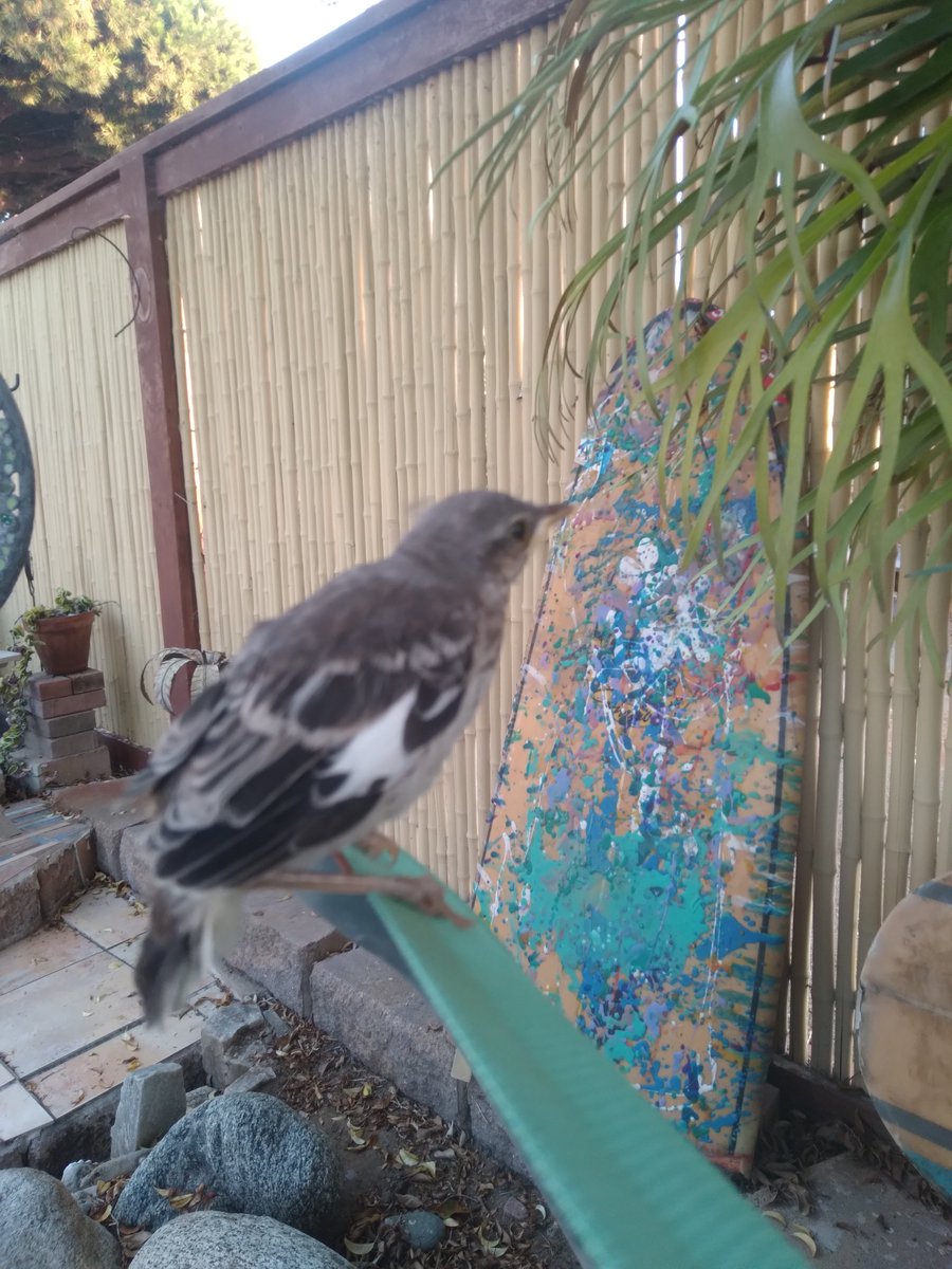 thepeaceartists's tweet photo. Update-
Little baby mockingbird Roddy
made it back up the tree
& hasn't fallen back down for
2 consecutive nights!
I pulled it from a CAT
& nurtured 5 days.
Parents kept feeding
I gave shelter
Roddy wins
#nft
#volunteer #1peaceartists
#iamthecleanup #clearblueconservation
#1peace https://t.co/siDNfV8nr9