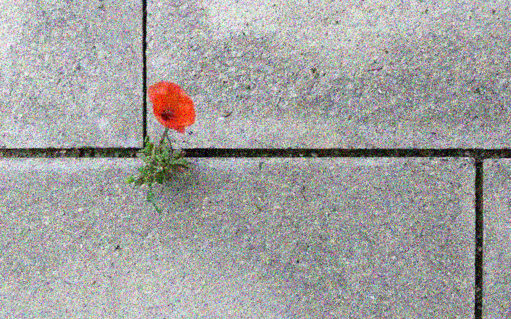 Abigayle de Sol (@masquedelune) on Twitter photo 