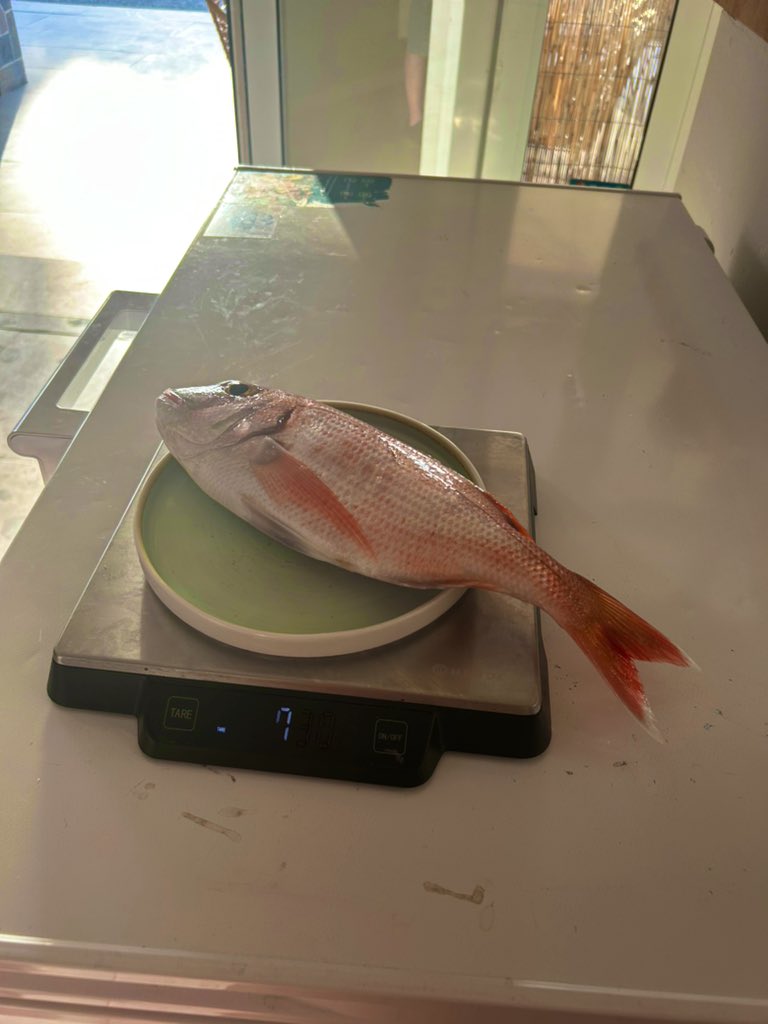 boom1965's tweet photo. Red Snapper in 🇬🇷 life is alright 😝 https://t.co/UWQz3ltsvZ