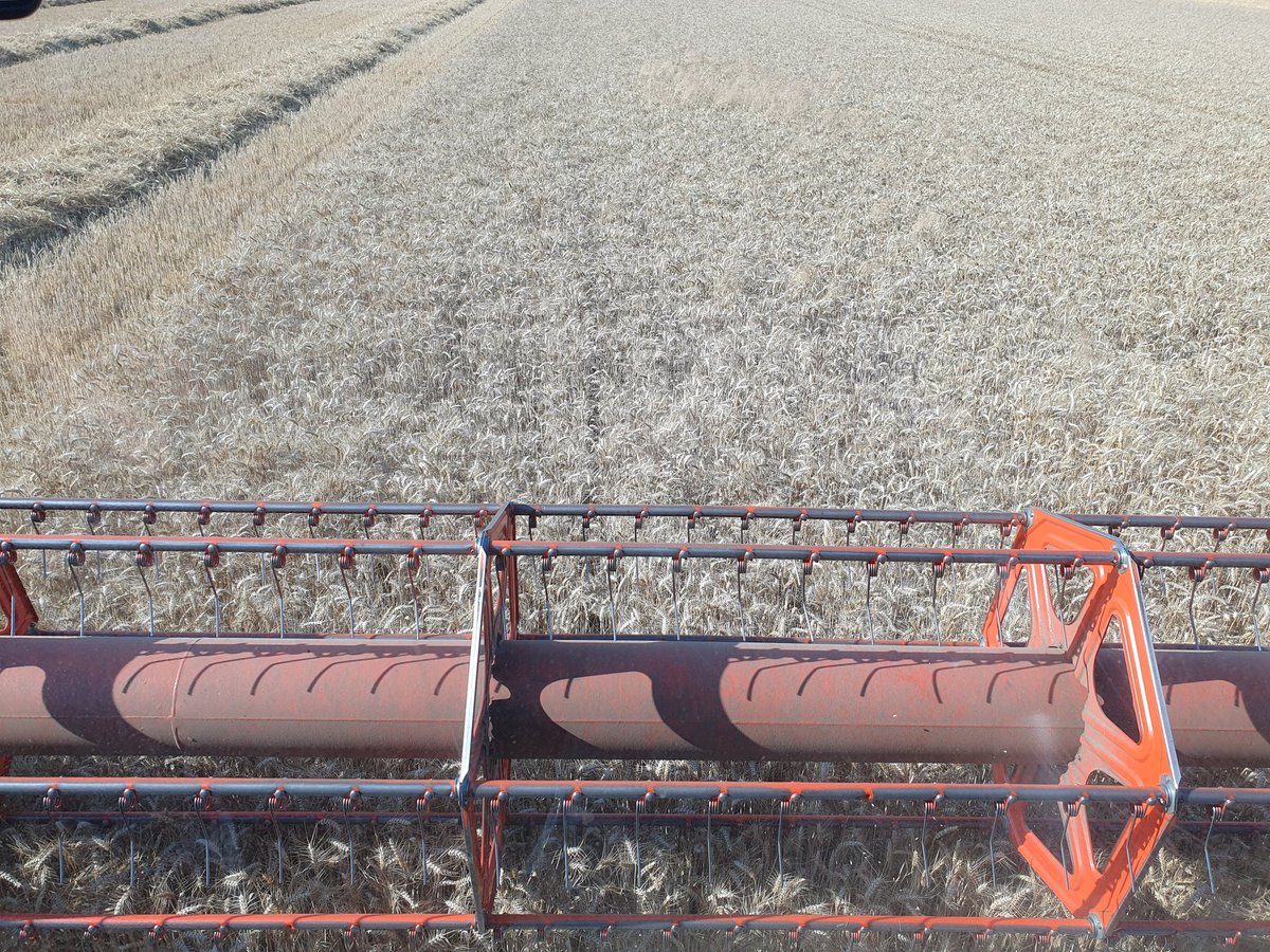 agritof80's tweet image. Sur la moissonneuse-batteuse depuis 13h00. Ce qui est assez tôt pour le secteur.
Et là, on ne sait pas quand on va finir. Le collègue de batteuse qui avait la machine hier a fini à 3h du matin. J&apos;espère en faire autant. 🤞
#moisson2023
#FrAgTw
#CeuxQuiVousNourrissent