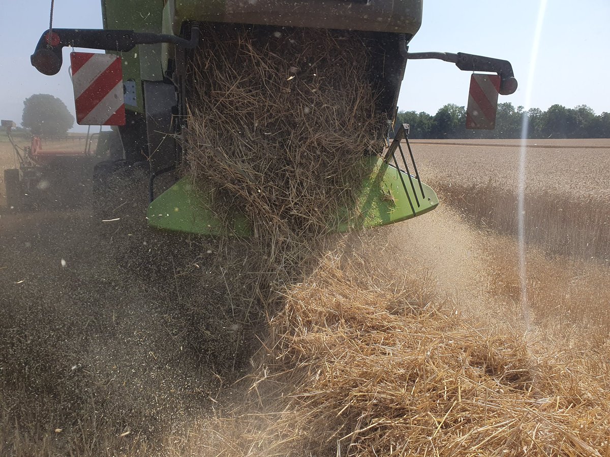 agritof80's tweet image. Sur la moissonneuse-batteuse depuis 13h00. Ce qui est assez tôt pour le secteur.
Et là, on ne sait pas quand on va finir. Le collègue de batteuse qui avait la machine hier a fini à 3h du matin. J&apos;espère en faire autant. 🤞
#moisson2023
#FrAgTw
#CeuxQuiVousNourrissent