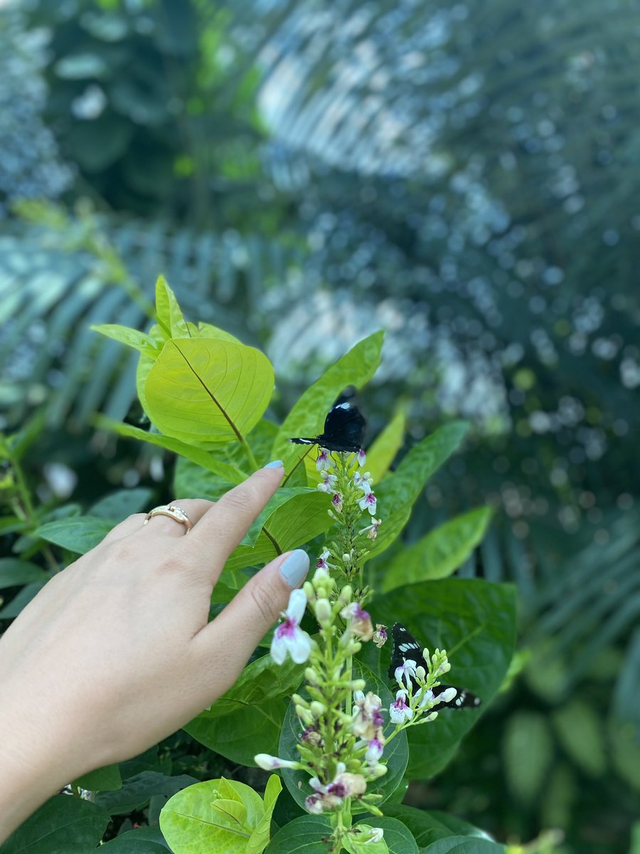 Bir kelebek meselesi 🦋🦋