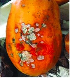 Miguel Salvador Adriano tweet media