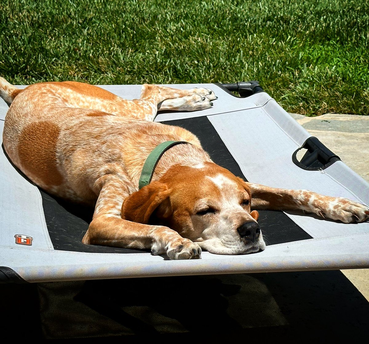 ThatJasPatrick's tweet photo. Quick! The sun’s starting to melt my hound dog!
#sunbathingdog https://t.co/iadZsGowc2