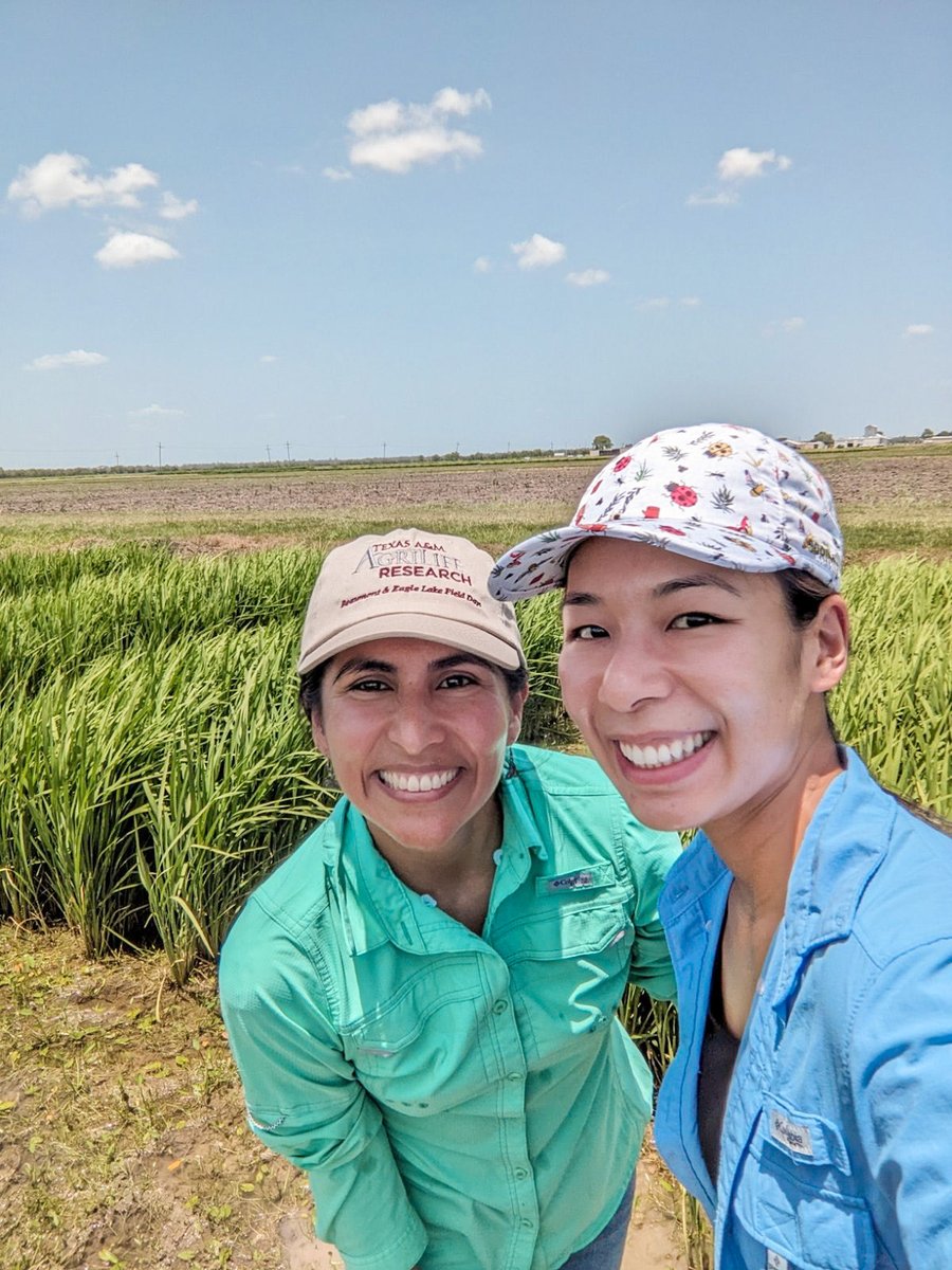 Just two friends and now colleagues ⁦<a href="/anh_bugs/">Anh K. Tran</a>⁩ scouting for rice water weevil and stem borers down in southeast Texas. Welcome to the heat Anh 🥵