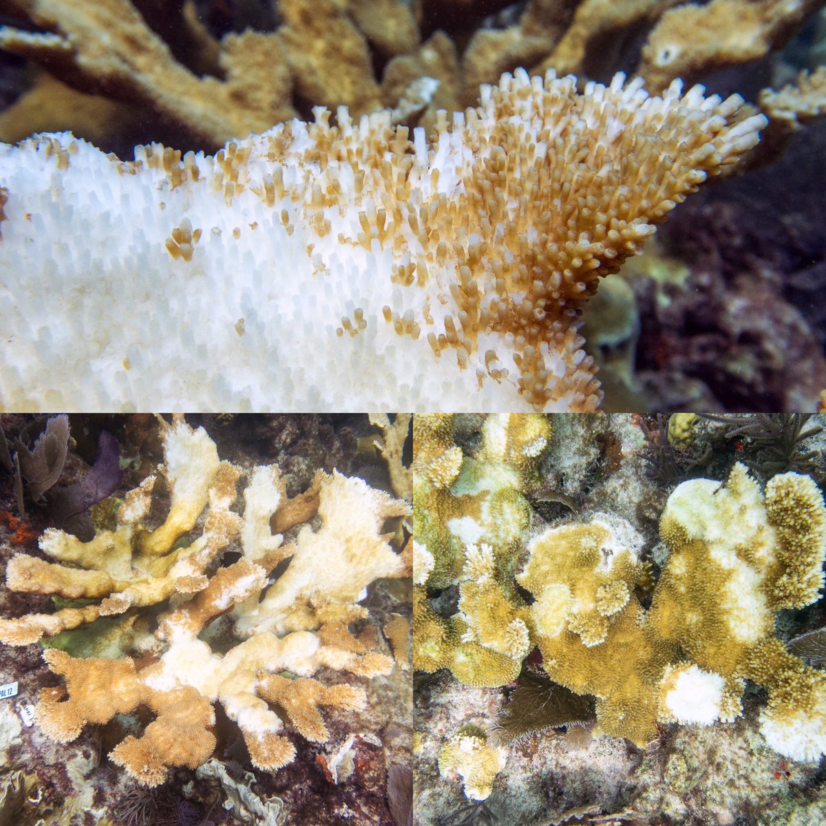 Liv (Williamson) Liberman, Ph.D. tweet media